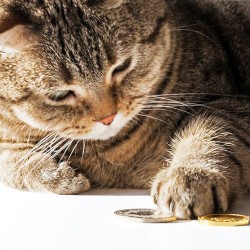 Choosing Soft Toys That Are Safe For Your Pet